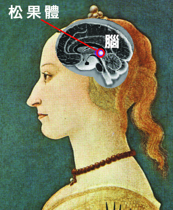 科學家重新探索第三眼